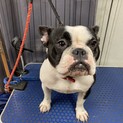 チョット大きめのフレンチブルドッグ