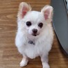 チワワの春くん♂８才 サムネイル3