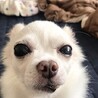 チワワの春くん♂８才 サムネイル6