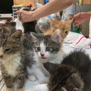 かわいくて元気な子猫5兄弟