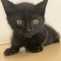 おとなしい黒猫の男の子　うみ君！