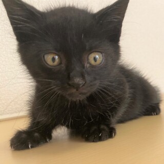 おとなしい黒猫の男の子　うみ君！