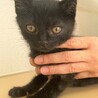 おとなしい黒猫の男の子　うみ君！ サムネイル2