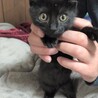 おとなしい黒猫の男の子　うみ君！ サムネイル3