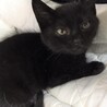 おとなしい黒猫の男の子　うみ君！ サムネイル4