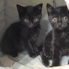 おとなしい黒猫の男の子　うみ君！ サムネイル5