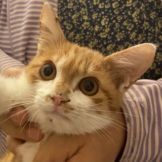 交通事故から奇跡的に回復途中のこねこちゃん