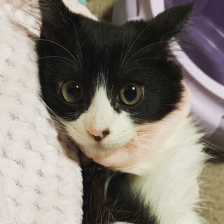 ふわふわ長毛美猫♡ふわりちゃん　