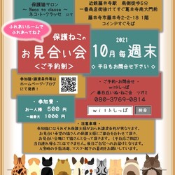 大阪藤井寺ほごねこの譲渡会