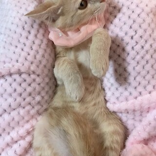 仲良し兄弟♡一緒のお家だといいな