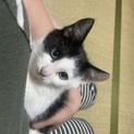 ハンサムボーイ、マオ君