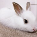 真っ白なミニうさぎ春陽ちゃん