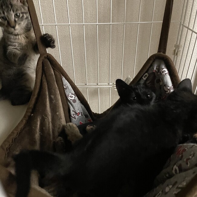 ふぐり0805 さん ペットのおうち 月間利用者150万人