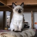 三ヶ月の子猫の里親募集します