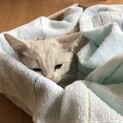 大至急！生後3ヶ月の子猫