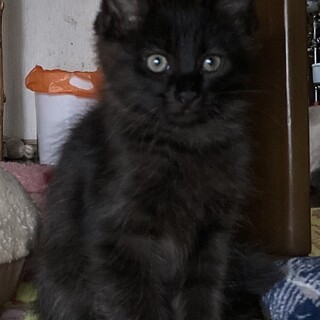 三ヶ月の子猫の里親募集です。