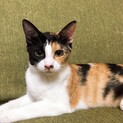 2歳 三毛猫 メス