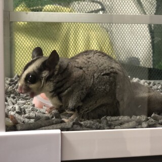 フクロモモンガ女の子  現在交渉中