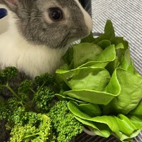 コロン