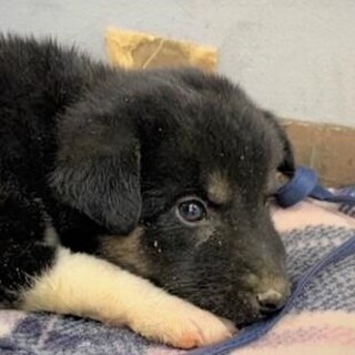 ◆可愛い子犬◆を家族に迎えませんか？ No397