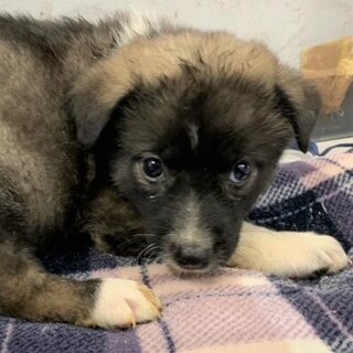 ◆可愛い子犬◆を家族に迎えませんか？ No398