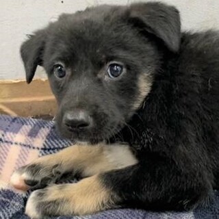 ◆可愛い子犬◆を家族に迎えませんか？ No399