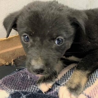 ◆可愛い子犬◆を家族に迎えませんか？ No400