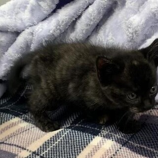 譲渡されました。