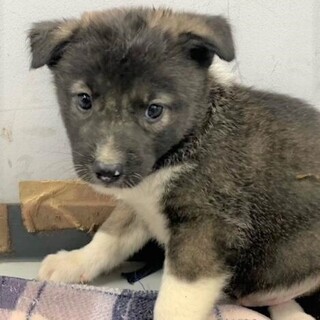 ◆可愛い子犬◆を家族に迎えませんか？ No401