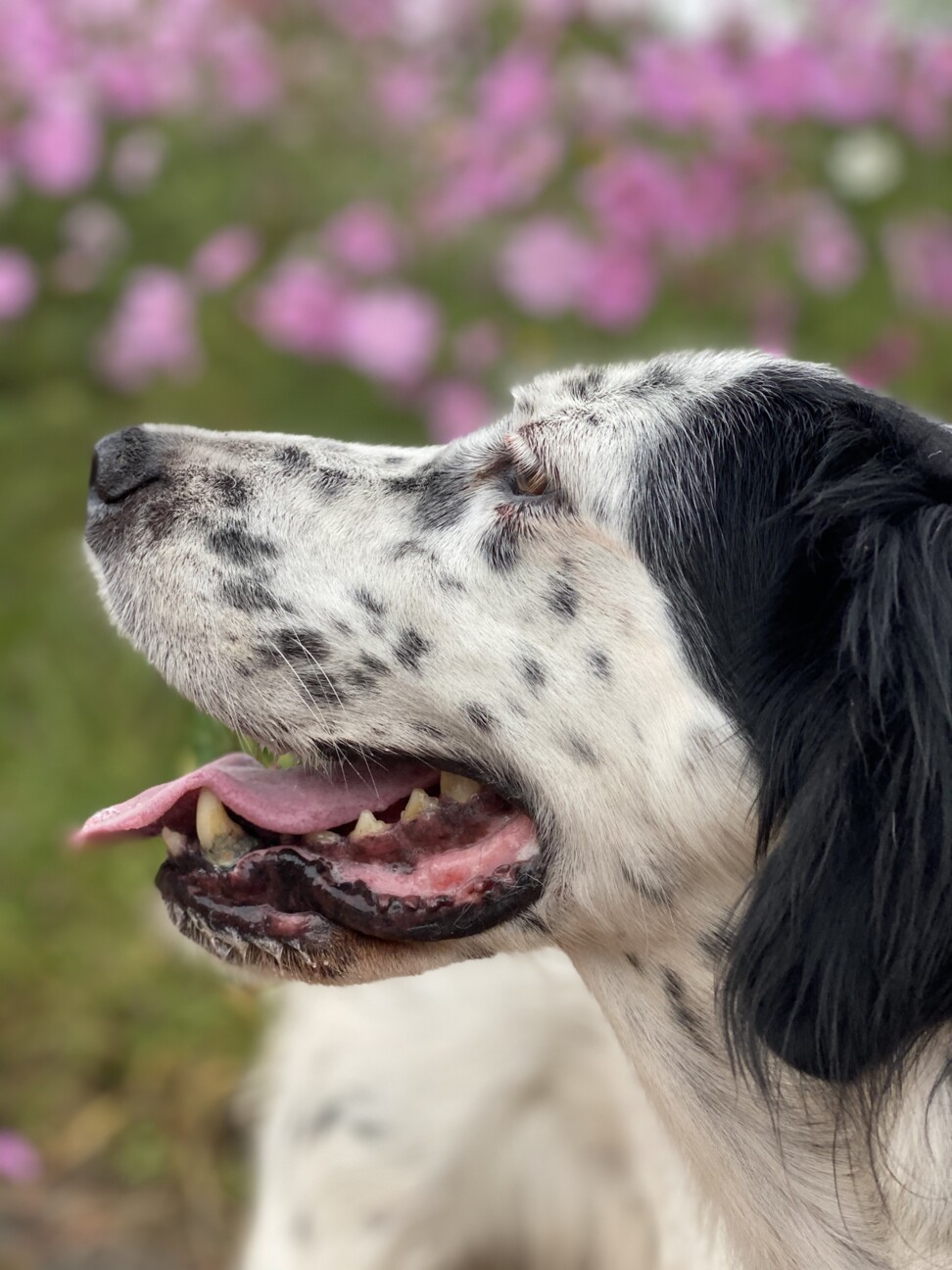ｸﾐｰｺﾞの保護犬ブログ ペットのおうち 月間利用者150万人