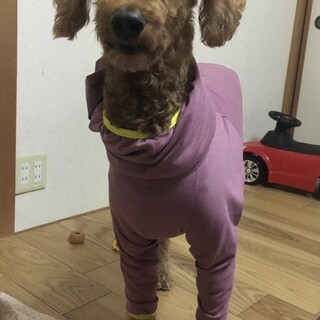 スタンダードプードル の女の子