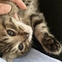 【里親さん決定】生後１か月半の子猫２匹里親募集