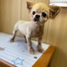 チワワ男の子2.8〜3キロ サムネイル2