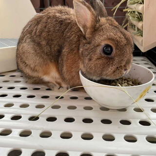 小さなネザーランドドワーフ♪