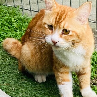 早く里親さんに巡り会えることを切に願っております。