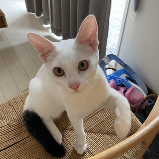 人懐こいドラゴンくん♡ハート模様ついてます