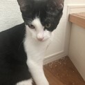 イケニャンの白黒ハチワレくん♡去勢済み