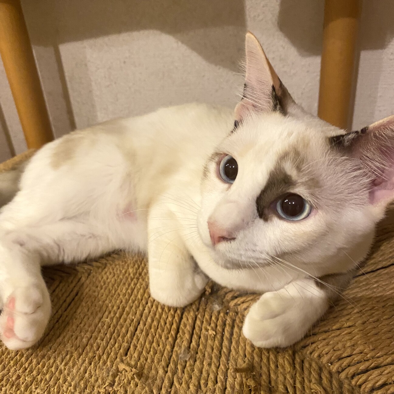 青い目のラグドールカラー 岡山県 猫の里親募集 ペットのおうち 月間利用者150万人