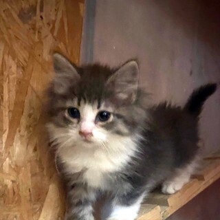 グレー&ホワイトノルウェージャン女の子