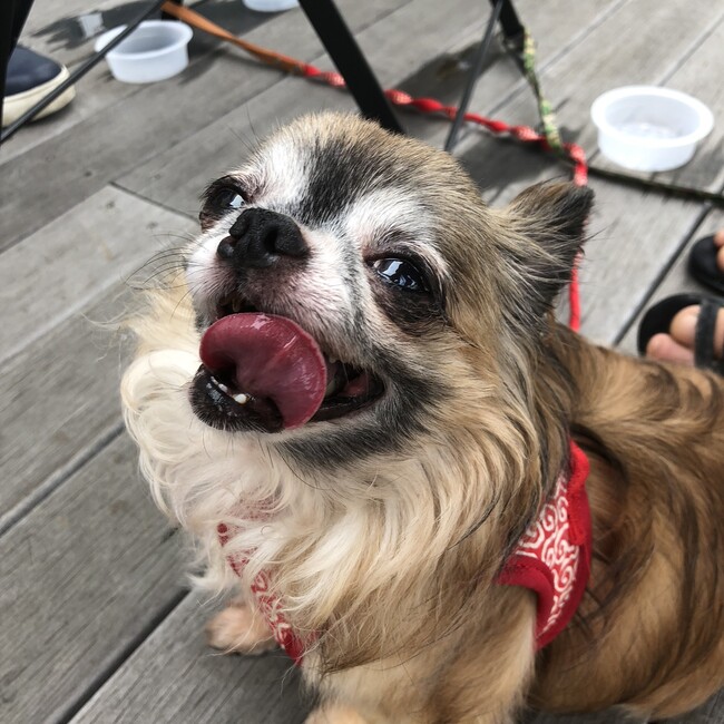 rosairaのカバー写真