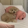 ままの抱き枕のわんこと添い寝☺️