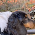 カニンヘンダックスフンドです