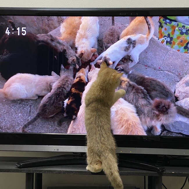 うま太郎のカバー写真