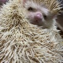 ハリネズミ　の赤ちゃん　3匹