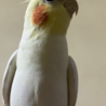 羽がツヤツヤ♡綺麗です。