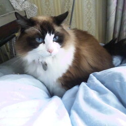 「羽根布団!ｷﾀ----(ﾟ∀ﾟ)----!!!!!」サムネイル1