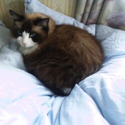 「羽根布団!ｷﾀ----(ﾟ∀ﾟ)----!!!!!」サムネイル2