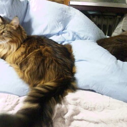 「羽根布団!ｷﾀ----(ﾟ∀ﾟ)----!!!!!」サムネイル3