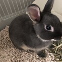 ネザーランドドワーフ ４ヶ月