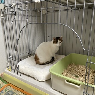 慣れない肝っ玉お母さん！お一人様猫